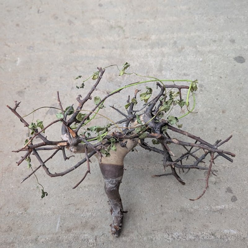 コミフォラ カタフ 3 （ピュアカタフ） Commiphora kataf