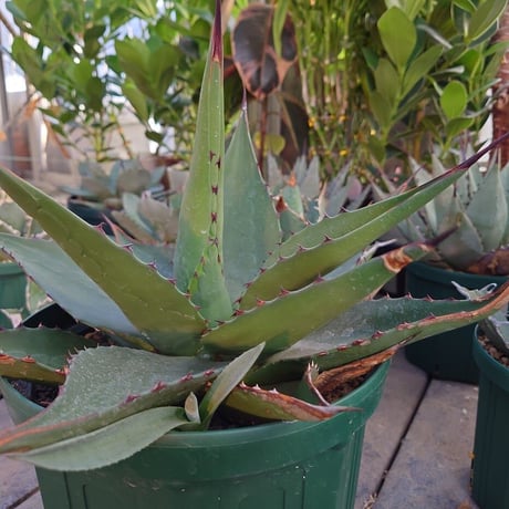 アガベ ジェントリー ジョーズ agave gentryi "Jaws" J2 【訳あり】