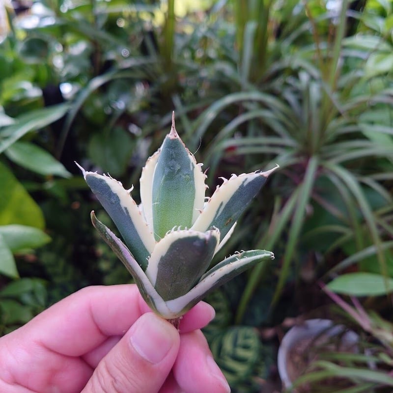 アガベ チタノタ スナグルトゥース ST17 | Mellow Yard