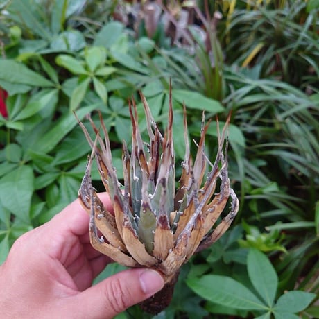 アガベ ユタエンシス ネバデンシス YN9 Agave uthaensis var. nevadensis