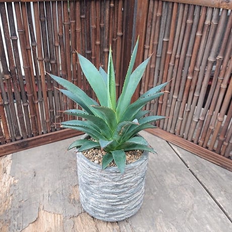 no.4 アガベ ブルーグロウ agave blue grow 陶器鉢付