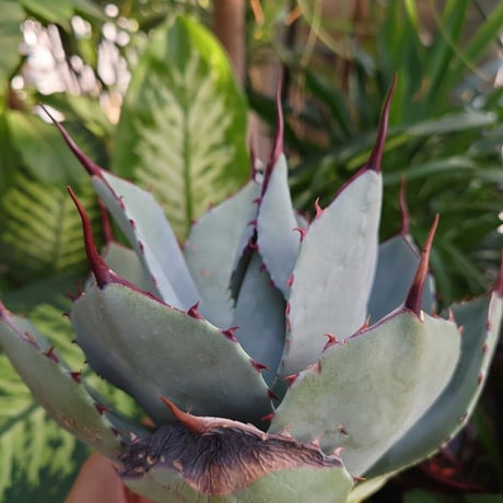 アガベ パリー トランカータ agave parryi truncata 4