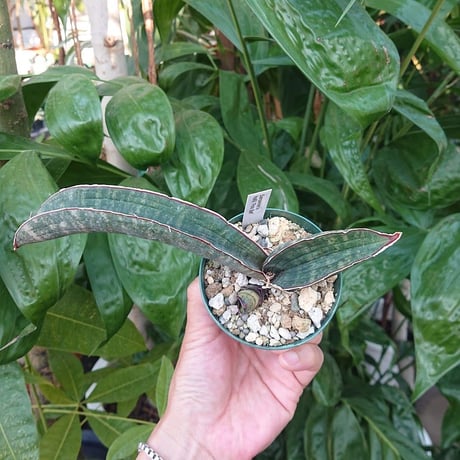 No.3 Sansevieria hallii Pink Bat サンスベリア ピンクバット 子株付き 【送料全国一律500円】