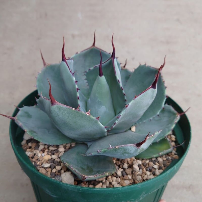 アガベ パリー トランカータ agave parryi truncata P2 | Mello