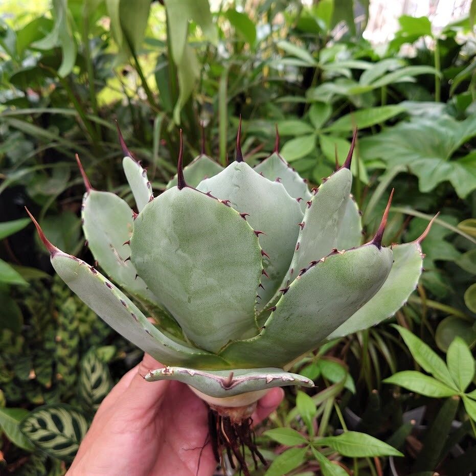 アガベ パリー トランカータ agave parryi truncata P4 | Mello