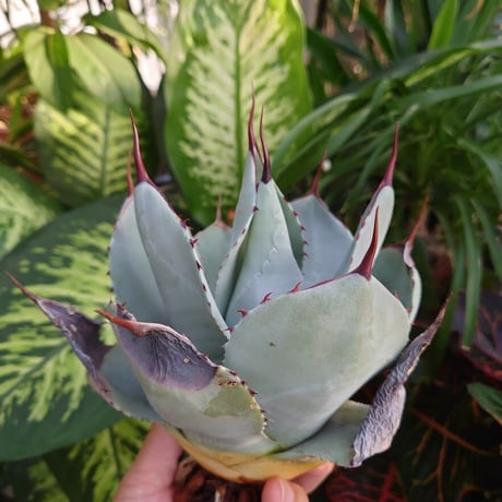 アガベ パリー トランカータ agave parryi truncata 3