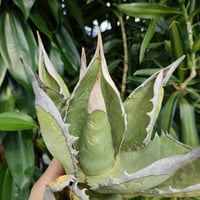 アガベ チタノタ オアハカ Agave titanota Oaxaca 6