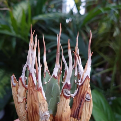 アガベ ユタエンシス ネバデンシス S2 Agave uthaensis var. nevadensis