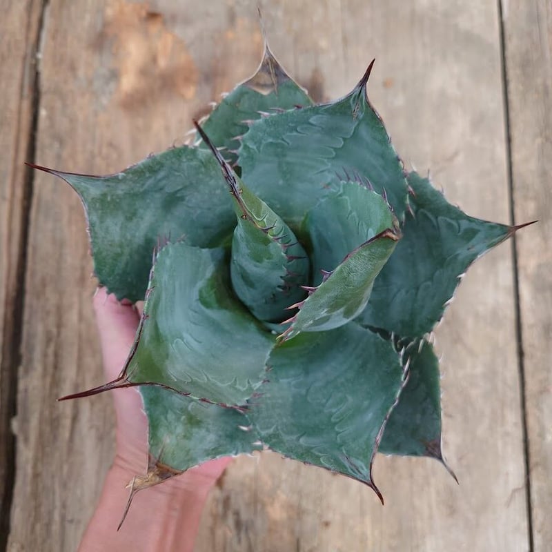 【特選優良株】アガベ パラサナ グローブ 丸型ハウス地植え特大株 直径約40cm アガベ パラサナ グローブ agave parrasana globe 1【発根済】 | Me