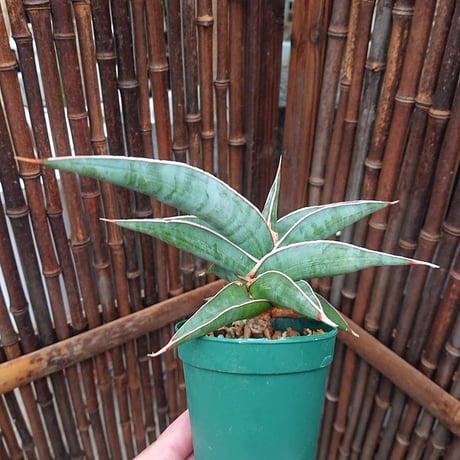 【送料無料】子株付き Sansevieria sp. 'Johannesburg' ロリダ Lav.23395 サンスベリア ヨハネスブルク