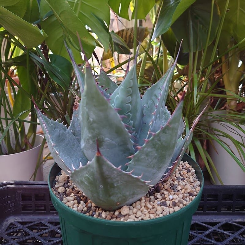 アガベ パラサナ グローブ agave parrasana globe 1【発根済】 | Me