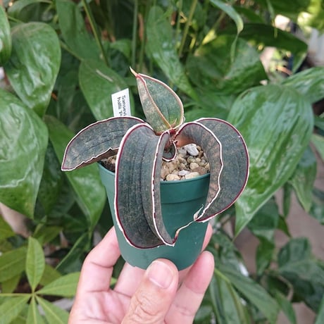 No.1 Sansevieria hallii Pink Bat サンスベリア ピンクバット