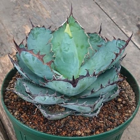 no.6 アガベ チタノタ ブラックアンドブルー 子株付き  Agave titanota black&blue