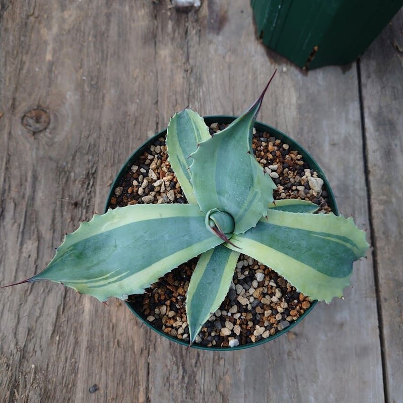 アガベ オバティフォリア オルカ 1 Agave ovatifolia variegated