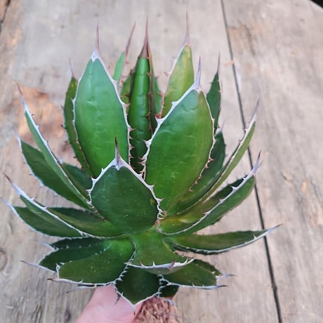 アガベ ホリダ agave horrida 2 【大株・美株】