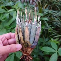 アガベ ユタエンシス ネバデンシス YN12 Agave uthaensis var. nevadensis