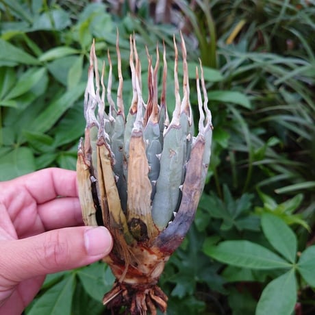 アガベ ユタエンシス ネバデンシス YN12 Agave uthaensis var. nevadensis