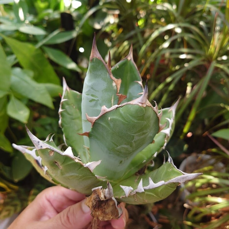 アガベ チタノタ オアハカ Agave titanota Oaxaca 14