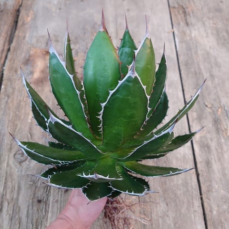 アガベ ホリダ agave horrida 2 【大株・美株】