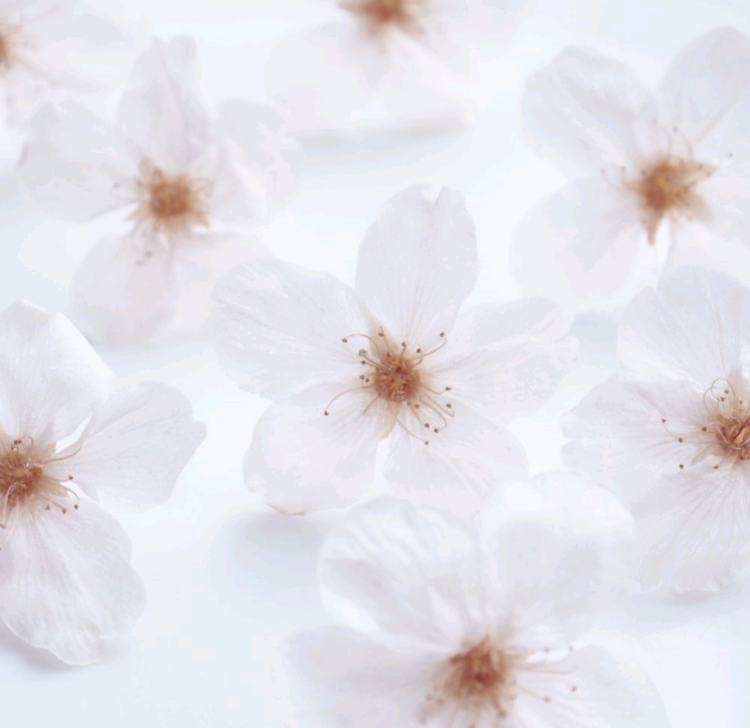 本物のユーホルビアと桜の花束 ハートヘアゴム 受注制作】Everpink. 本物の桜 厳選したお花で仕上げる桜の