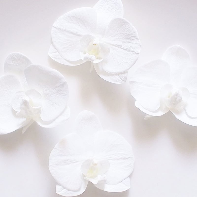 受注製作】White/Pinklip Phalaenopsis. 本物のお花 胡蝶蘭のピアス...