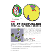 2022年11月発行号/巻頭グラビア/藻類バイオ：微細藻類の魅力と実力