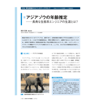 2024年5月発行号/特集/野生動物のエピジェネティッククロック/アジアゾウの年齢推定(新井　花奈 氏)