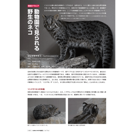 2023年3月発行号/特集//動物園で見られる野生のネコ(佐藤　哲也 氏)