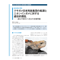 2024年11月発行号/特集　/日本の淡水生カメI/クサガメ日本列島集団の起源とニホンイシガメに対する遺伝的撹乱(鈴木　大 氏)
