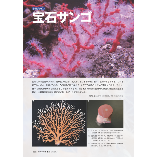 2018年5月発行号/巻頭グラビア/宝石サンゴ | 生物の科学 遺伝 2018年5月発行号/巻頭グラビア/宝石サンゴ | 生物の科学 遺伝