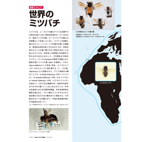 2019年11月発行号/巻頭グラビア/世界のミツバチ
