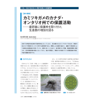 2024年11月発行号/特集　/日本の淡水生カメI/カミツキガメのカナダ・オンタリオ州での保護活動(佐久間　克宏 氏)