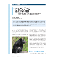 2025年1月発行号/特集/クマの生物学/ツキノワグマの遺伝学的研究(大西　尚樹 氏)