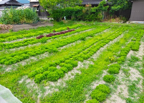 ●自然栽培野菜セット【5,980円(税込・送料無料)】