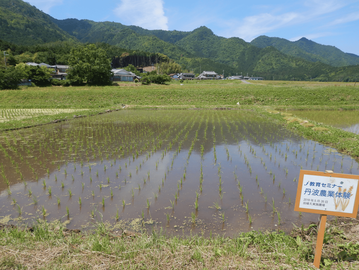 亀の尾　玄米10キロ 楽天市場】玄米 亀ノ尾 10kg （5kg×2袋） 亀の尾 自然栽培米