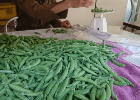 【定期便・1か月ごと】自然栽培野菜セット【3,480円(税込・送料無料)】