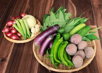 【定期便・隔週】有機栽培の野菜セット【5,980円(税込・送料無料)】