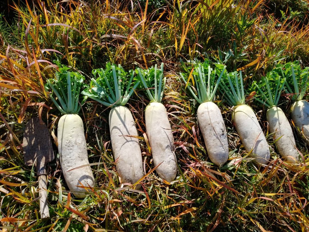 定期便・毎週】自然栽培野菜セット【3,480円(税込・送料無料)】 | 丹波