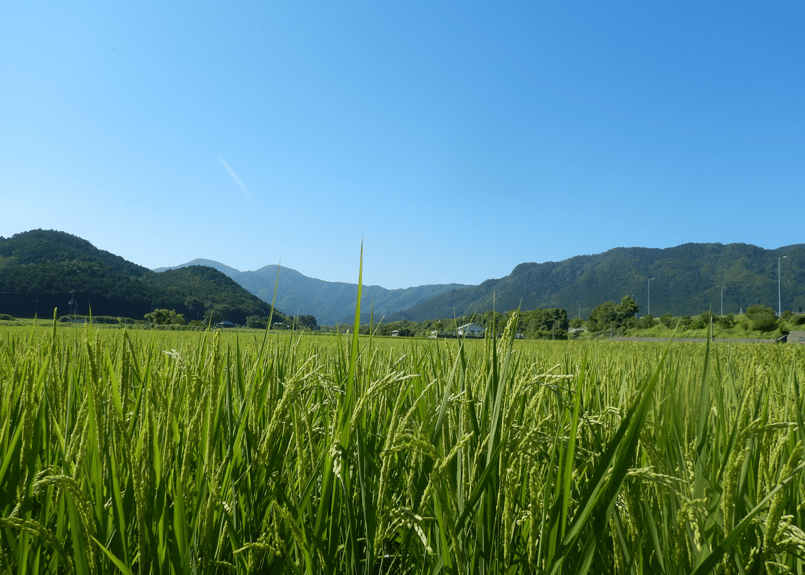 あまたま　自然農法米 朝日(旭一号)　種籾4kg 熊本県産 うまかふぇ様専用 自然農法米 朝日(旭一号) 種籾約4kg弱 熊本