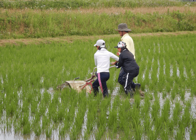 2024年産】自然栽培のお米『旭（あさひ）』白米5kg | 丹波