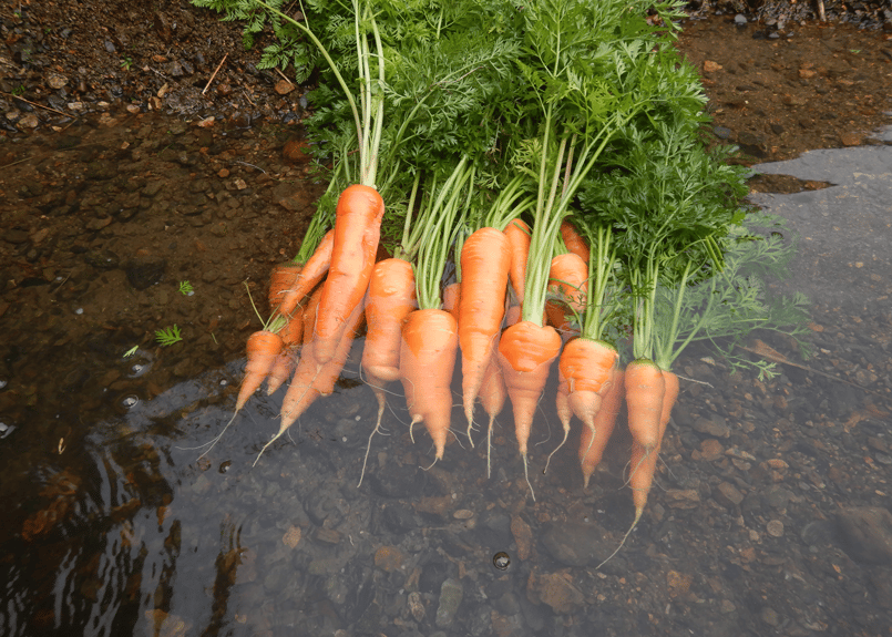 定期便・隔週】自然栽培野菜セット【5,980円(税込・送料無料
