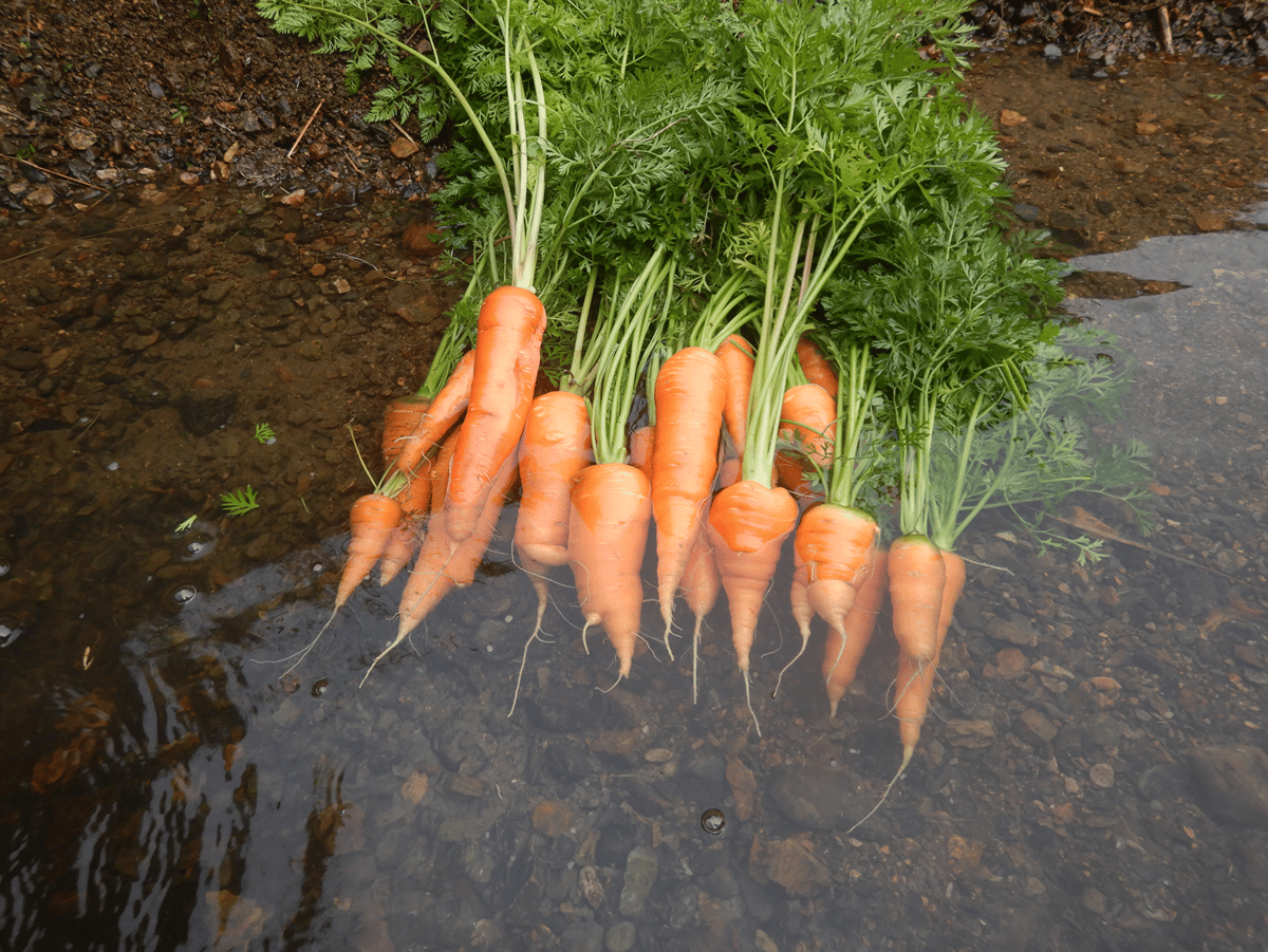 Natural farming 七田式 腸脳相関 菌活 食養生 自然栽培野菜 無農薬野菜 自然栽培野菜 ビーガン 七田式 離乳食 脳腸相関
