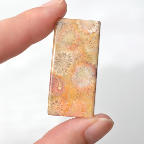 フォッシルコーラル Fossil Coral N021