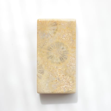 フォッシルコーラル Fossil Coral N027