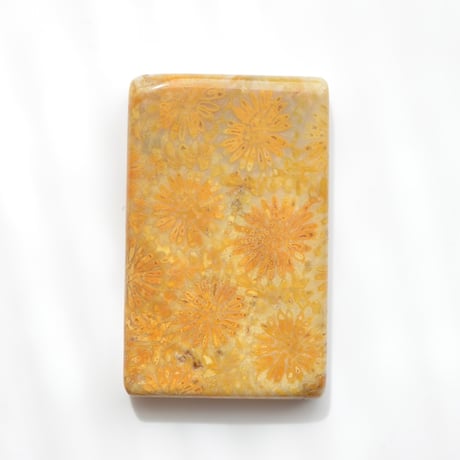 フォッシルコーラル Fossil Coral N029