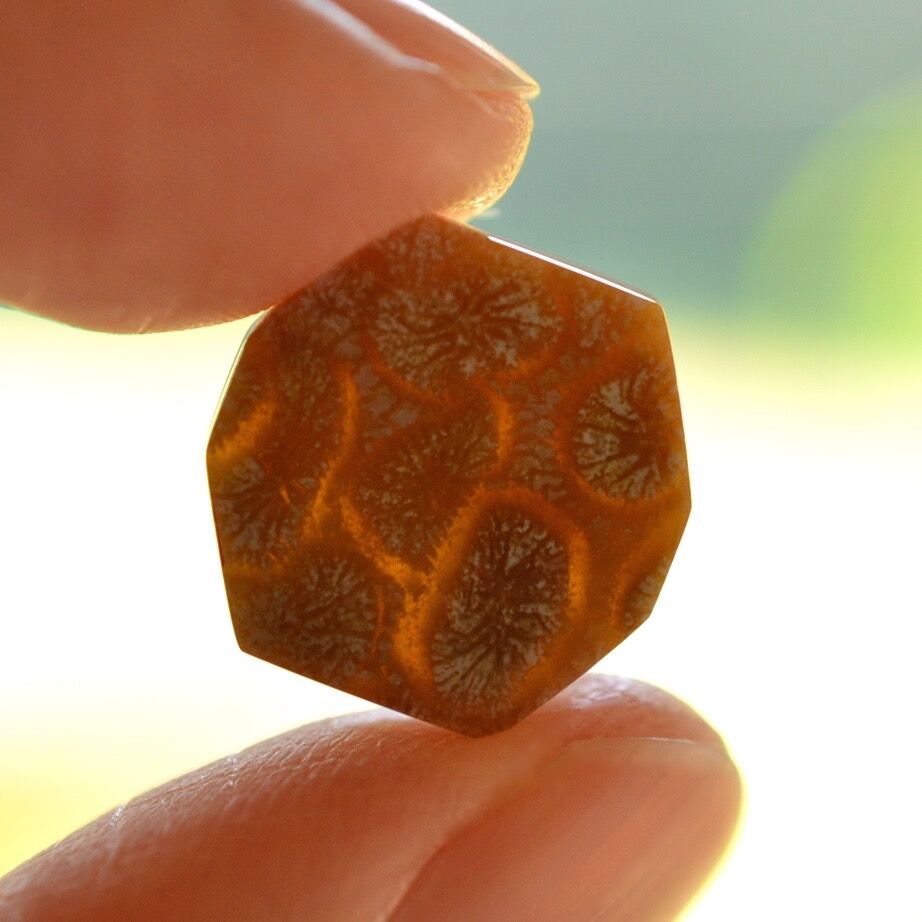 1.菊目石の亀（大）レア物 化石サンゴ(フォッシルコーラル) 天然石 処分