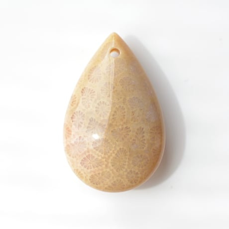 フォッシルコーラル Fossil Coral N052