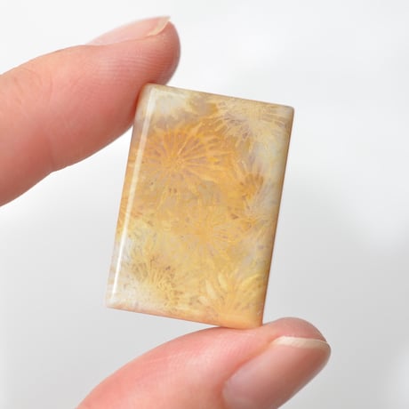 フォッシルコーラル Fossil Coral N039