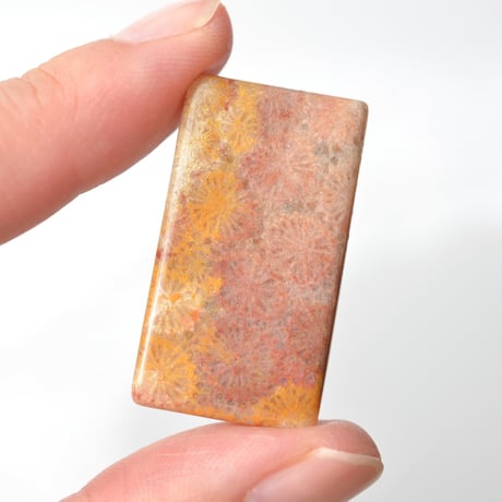 フォッシルコーラル Fossil Coral N034