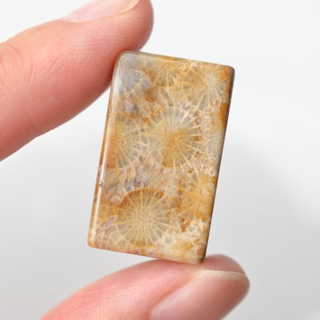 フォッシルコーラル Fossil Coral N033